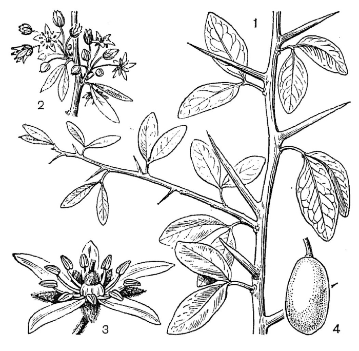 Кокаиновый куст фармакогнозия