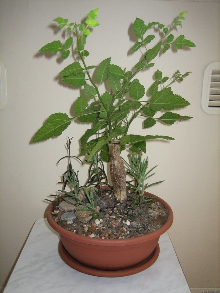 Bursera hindsiana