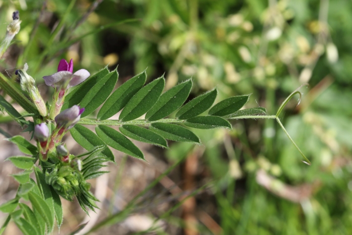 Vicia dumetorum