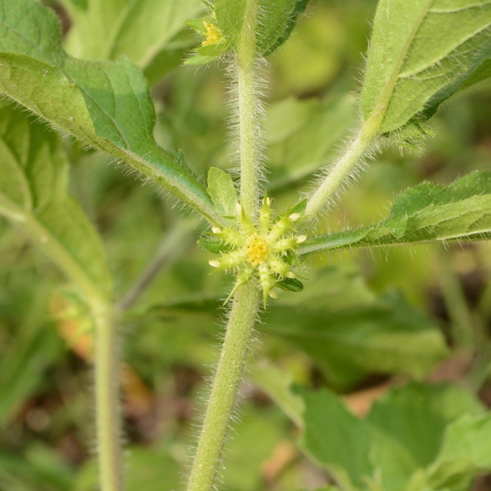 Acanthospermum hispidum