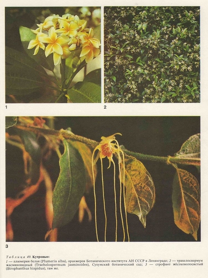 Семейство кутровых