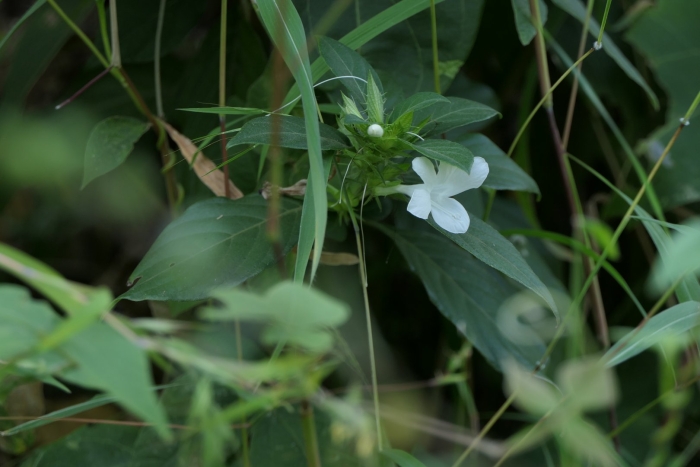 Barleria cristata