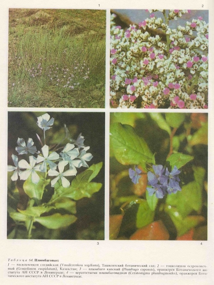 Ceratostigma plumbaginoides