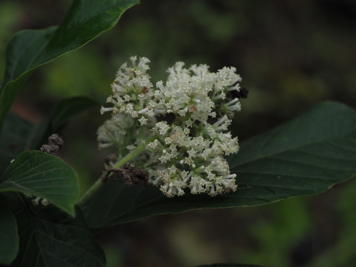 Дерен белый свидина