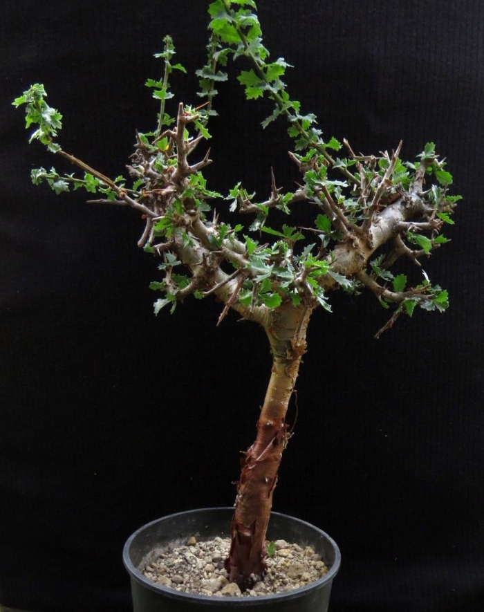 Commiphora kraeuseliana