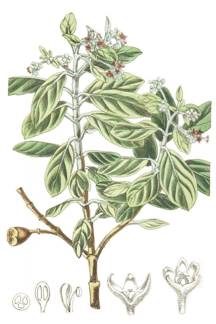 Rhamnus cathartica