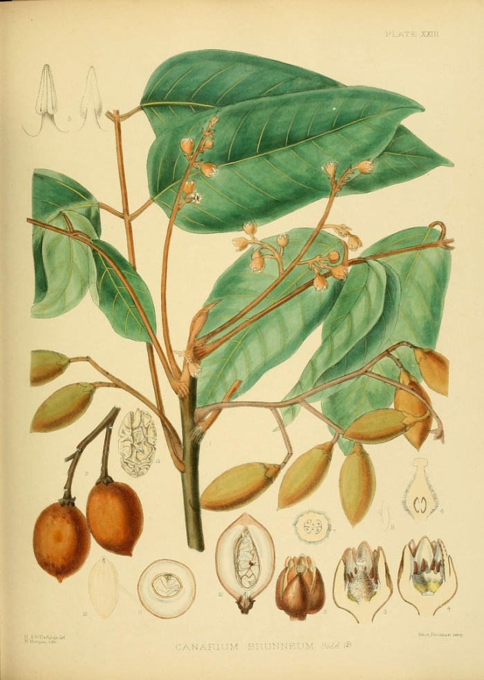 Chrysophyllum oliviforme