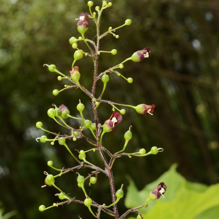 Scrophularia ningpoensis