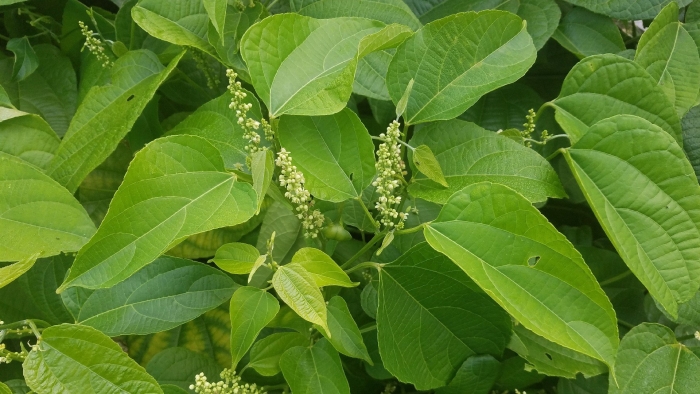 Рейнутрия сахалинская гречиха