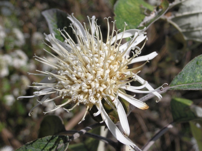 Cephalanthus occidentalis