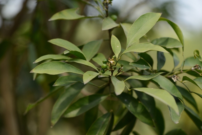 Glycosmis pentaphylla