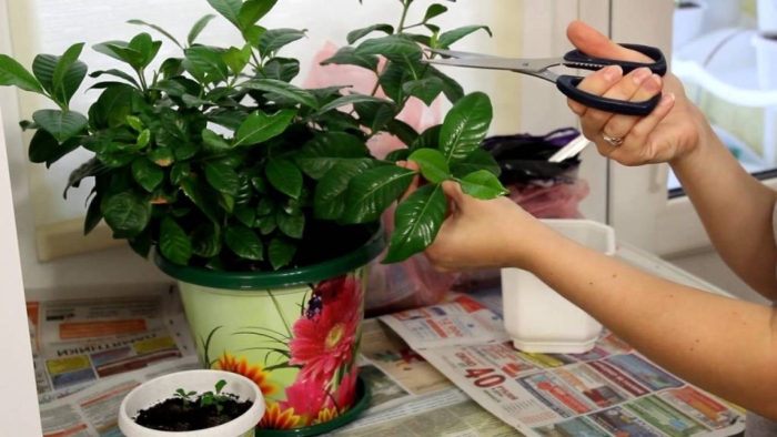 Гардения жасминовидная черенки