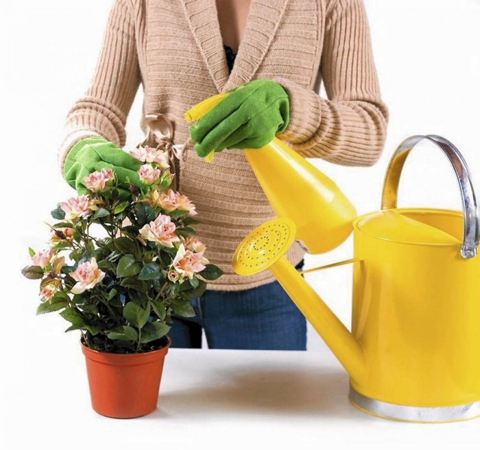 Поливать комнатные растения