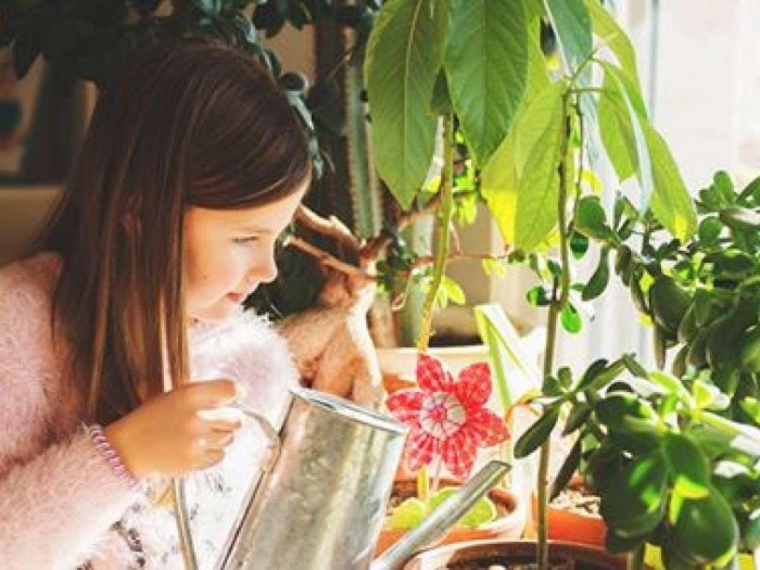 Защита комнатных растений