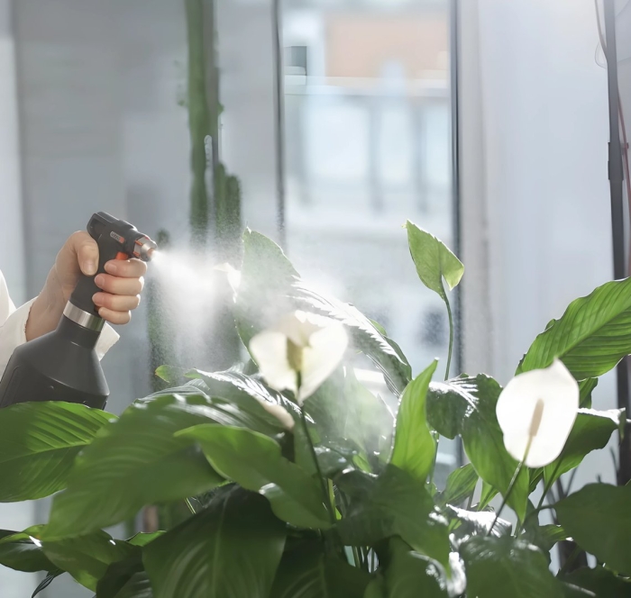 Женское счастье спатифиллум