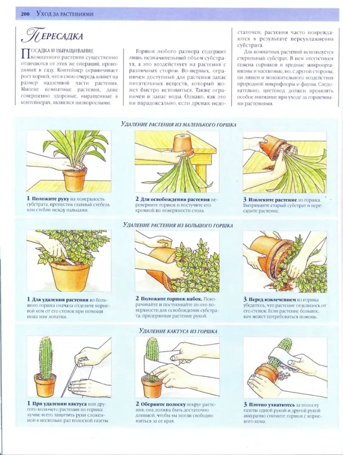 Перевалка комнатных растений