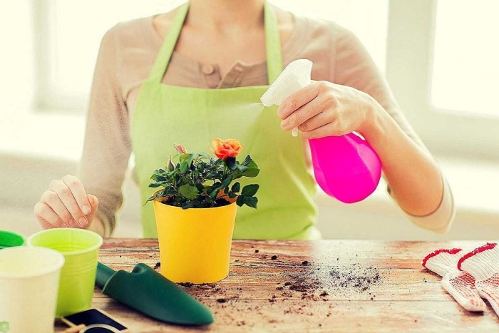 Опрыскивание домашних растений