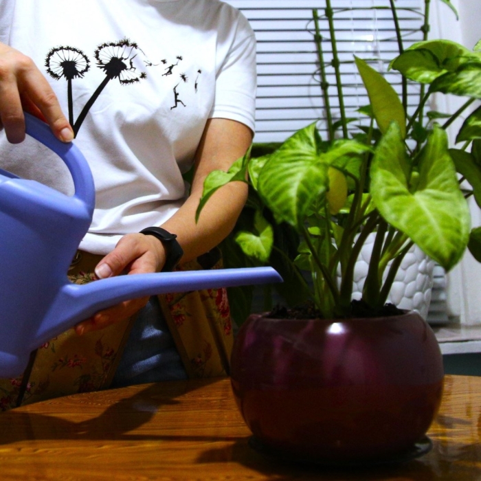 Сингониум лиана растения