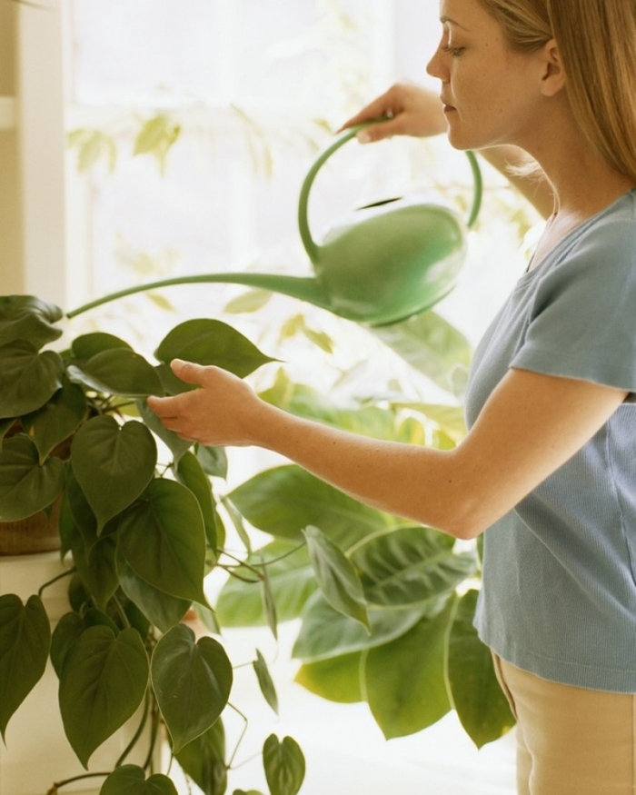 Домашние растения