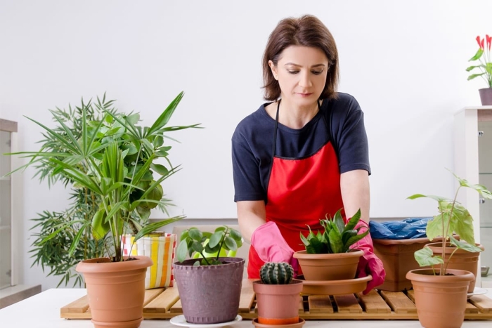 Домашние растения