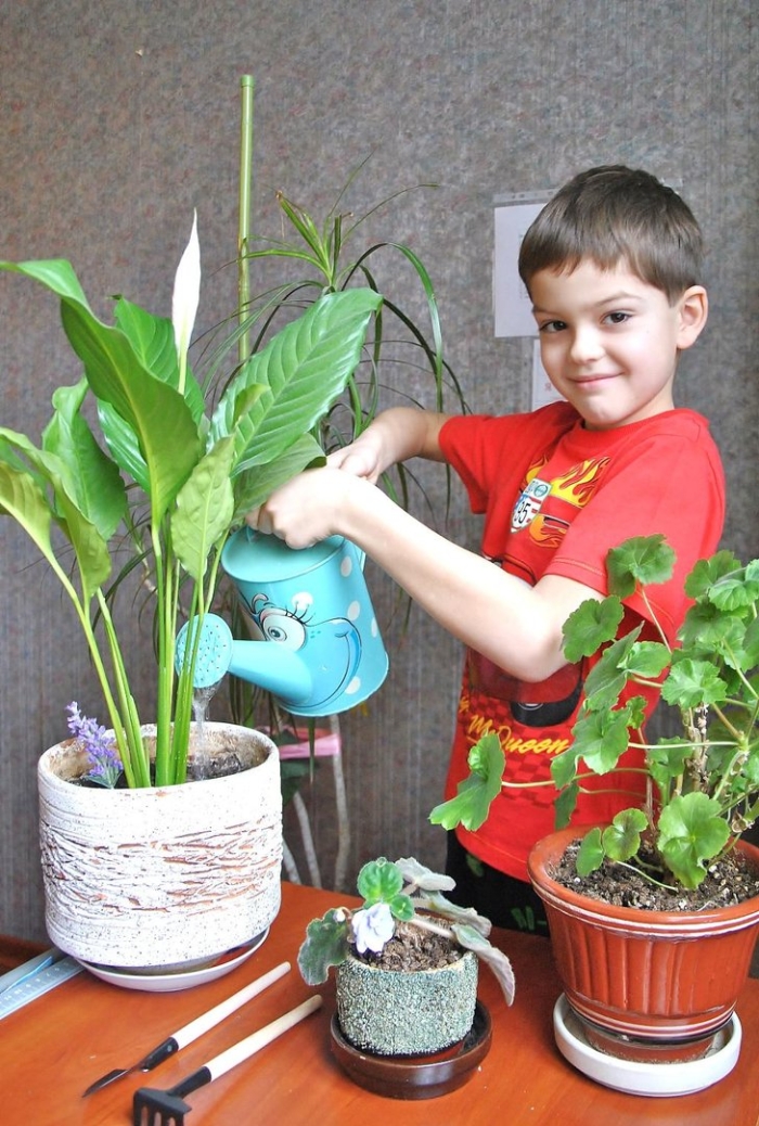 Уход за комнатными растениями в домашних условиях