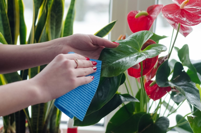 Цветок антуриум