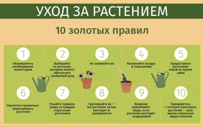 Правила ухода за комнатными растениями