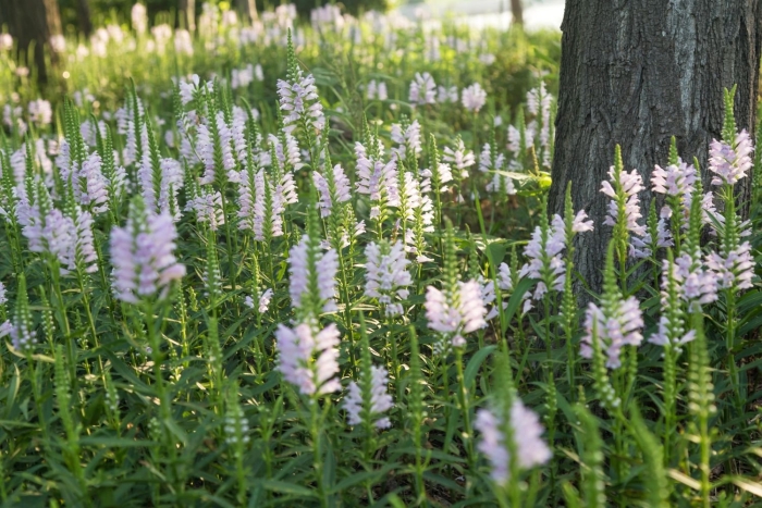 Физостегия виргинская белая башня