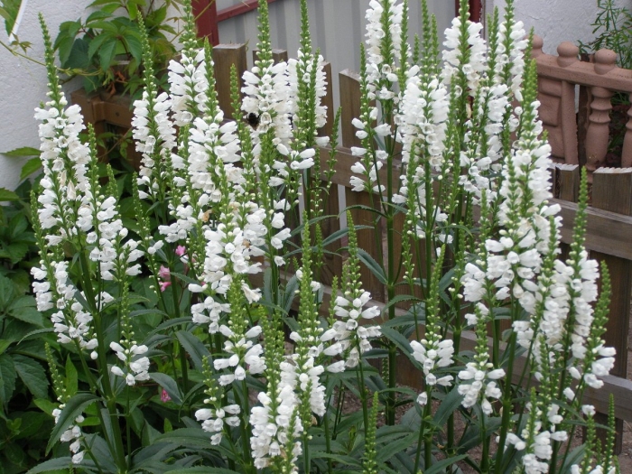 Физостегия виргинская белая башня