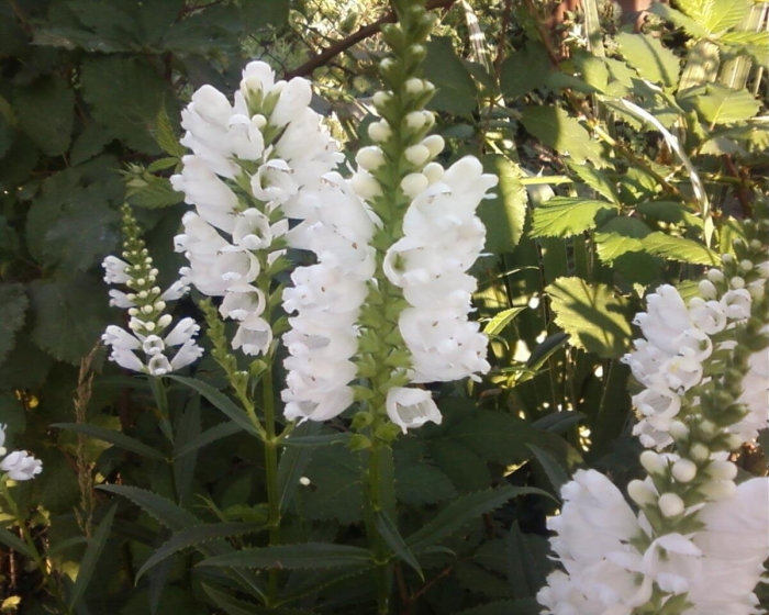 Физостегия 'peak white'