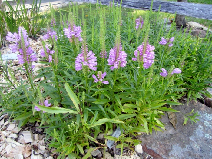 Физостегия виргинская альба