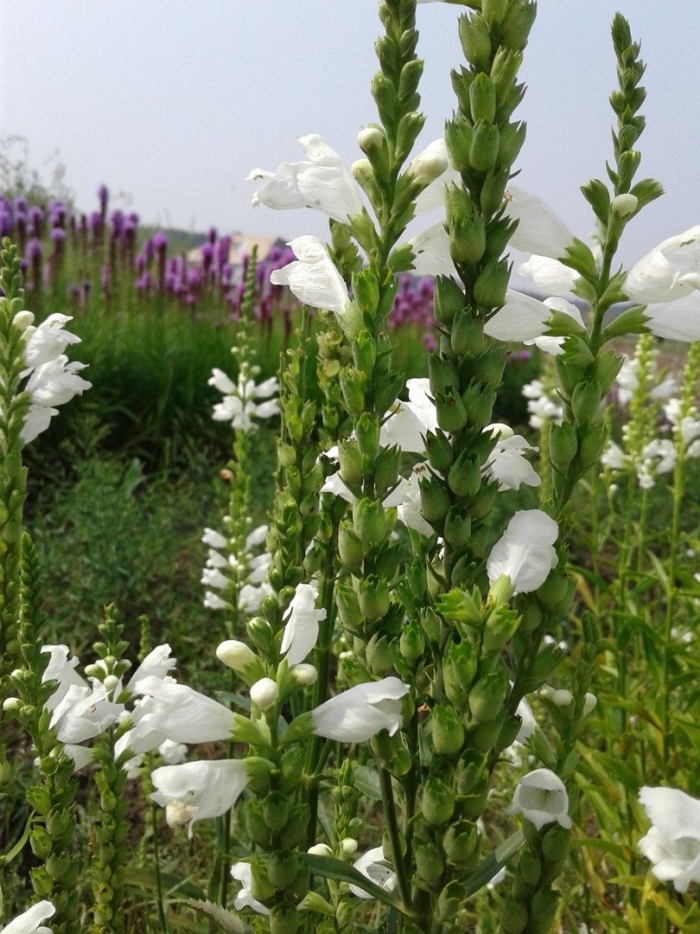 Физостегия виргинская белая