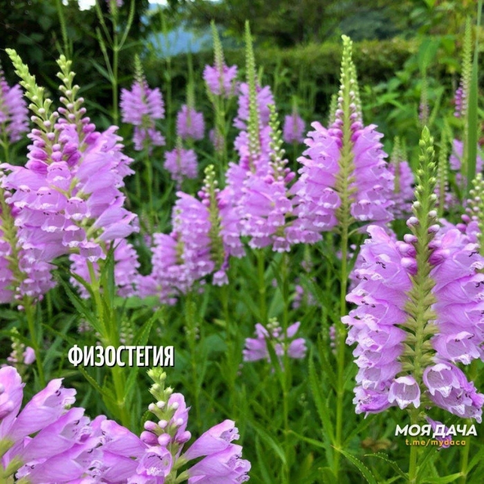 Физостегия виргинская  rosea