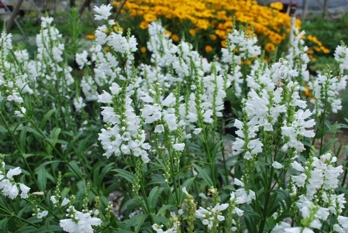 Физостегия виргинская