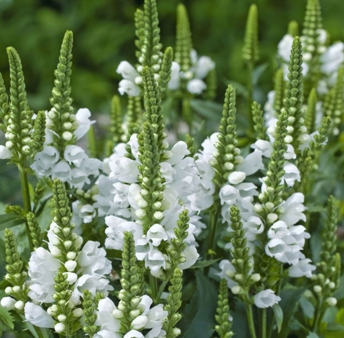 Физостегия виргинская