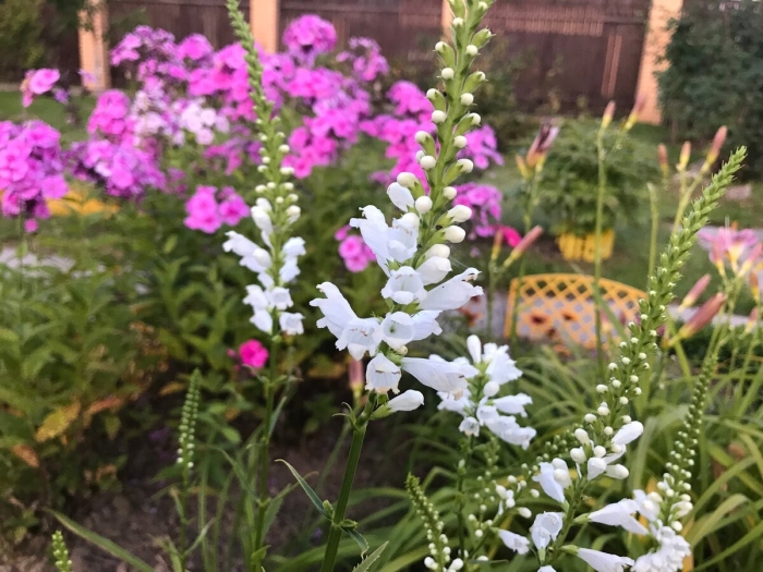 Физостегия виргинская 'alba'