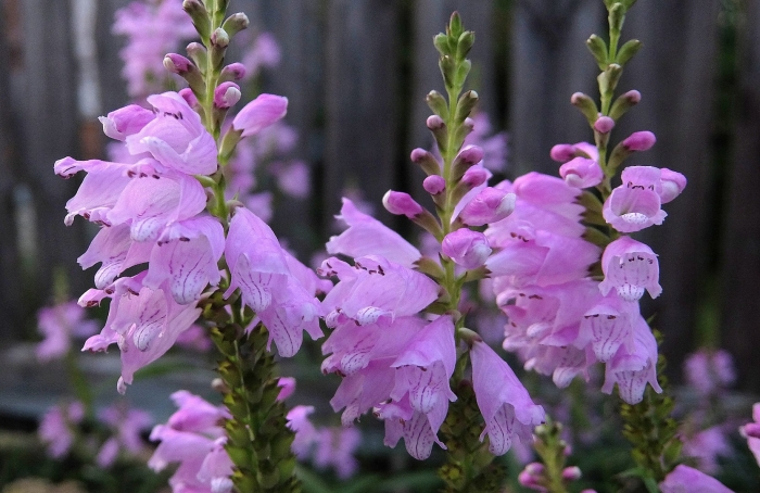 Физостегия виргинская роуз