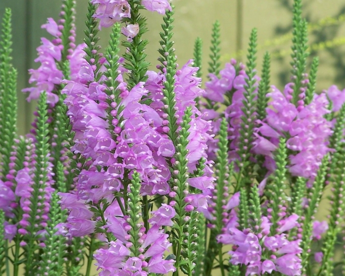 Физостегия виргинская белая башня