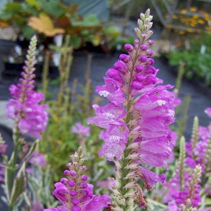 Физостегия виргинская