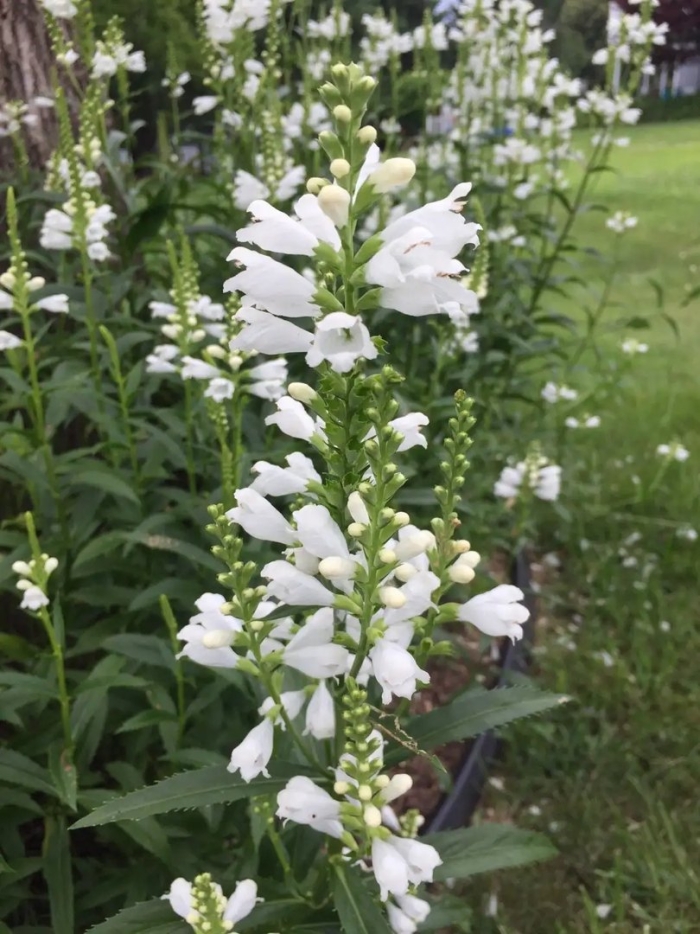 Физостегия виргинская 'alba'