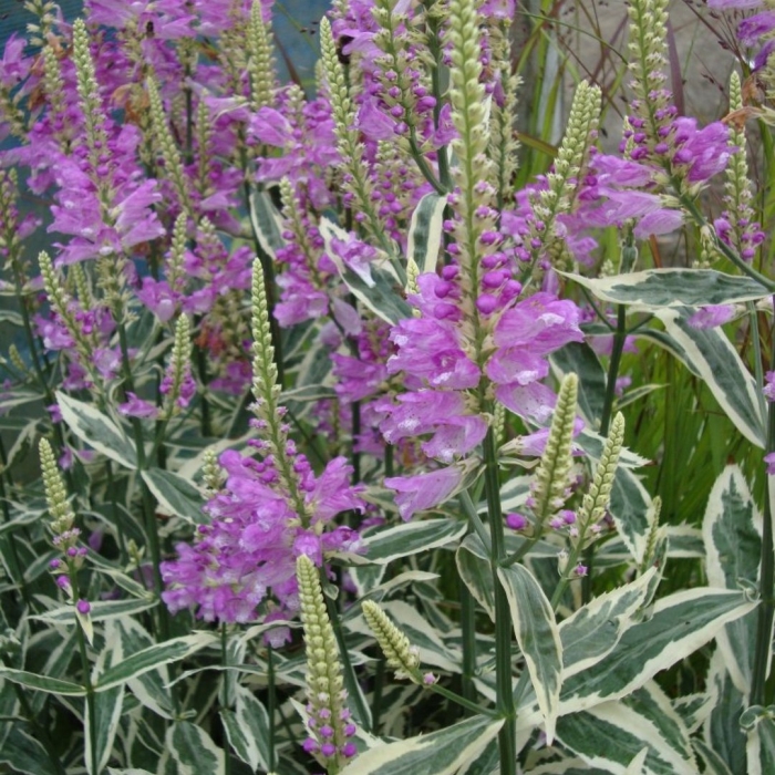 Физостегия вариегата