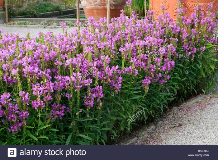 Физостегия виргинская альба