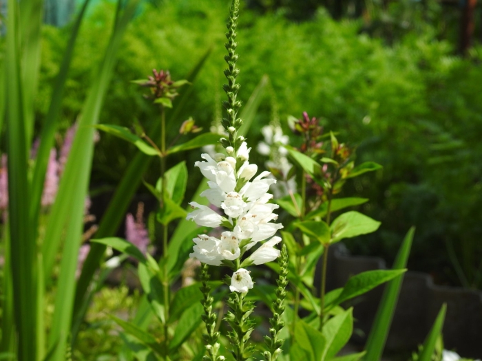 Физостегия виргинская белая башня