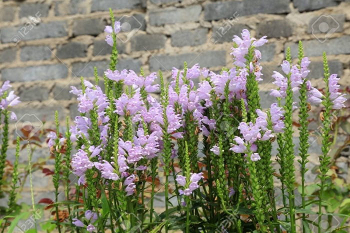 Физостегия виргинская вариегата