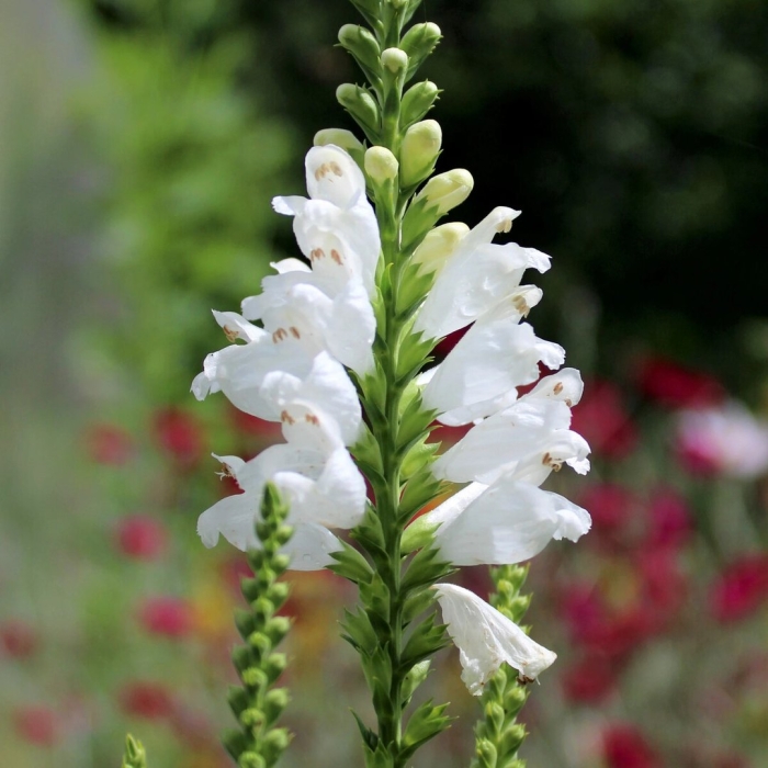 Физостегия виргинская