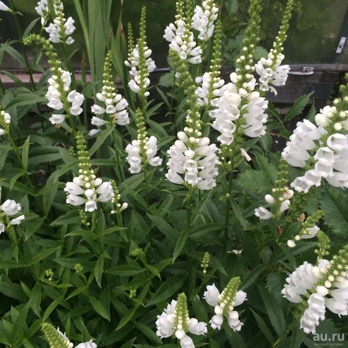 Физостегия виргинская альба