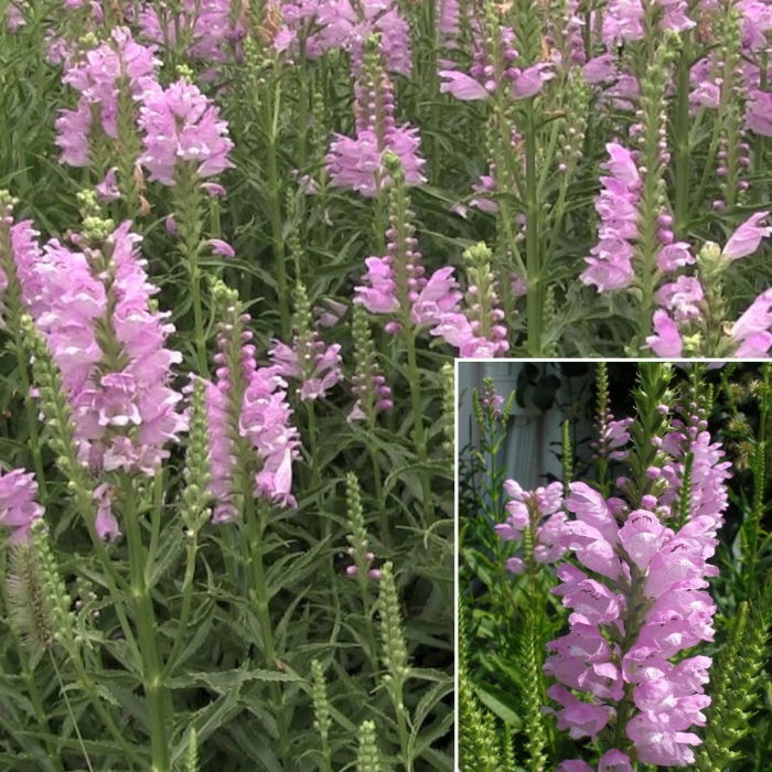 Физостегия виргинская вивид