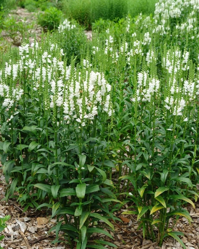 Физостегия виргинская белая