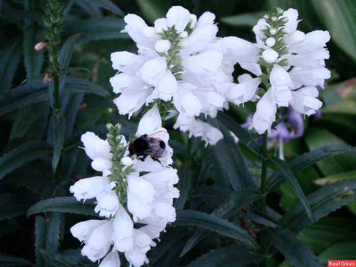 Физостегия виргинская розеа