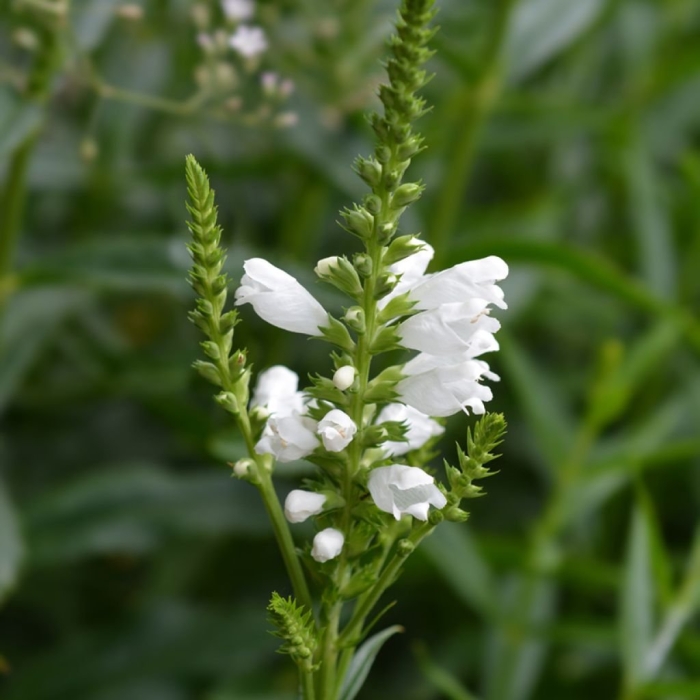 Physostegia virginiana